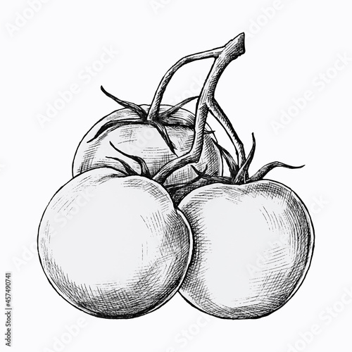 Hand drawn fresh tomatoes vector
