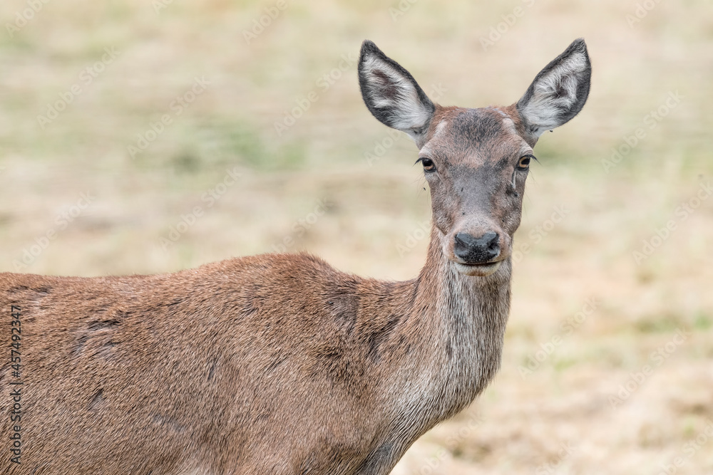 Face to face with a beautiful deer female in the Alps mountains (Cervus elaphus) Face to face with a beautiful deer female in the Alps mountains (Cervus elaphus)