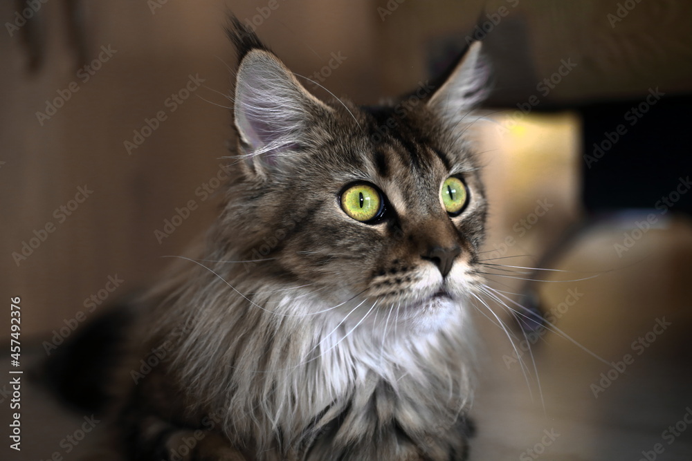 portrait of a cat portrait of a cat