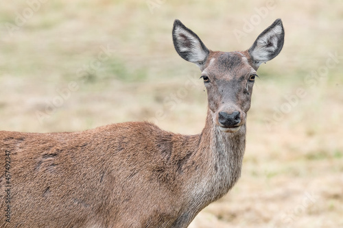 Face to face with a beautiful deer female in the Alps mountains (Cervus elaphus)