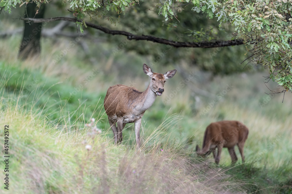 Deer female in the woodland (Cervus elaphus)