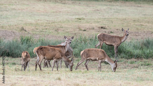 Herd of deer females in the field at twilight (Cervus elaphus)