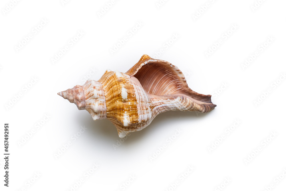 Beautiful sea shell Beautiful sea shell