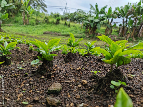 rows of plants coffee plantation landscape Plant coffee tree Growing Coffee