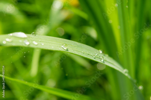 Dew drops on a green blade of grass in the morning sun, close-up, selective focus.