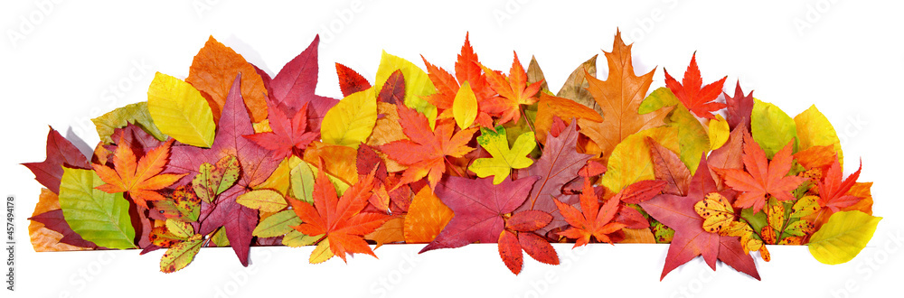 Autumn Leaves - Panorama Background Autumn Leaves - Panorama Background