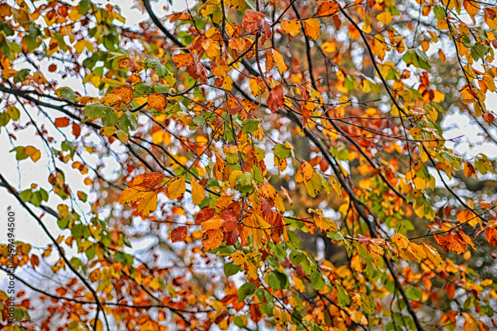 Colorful tree