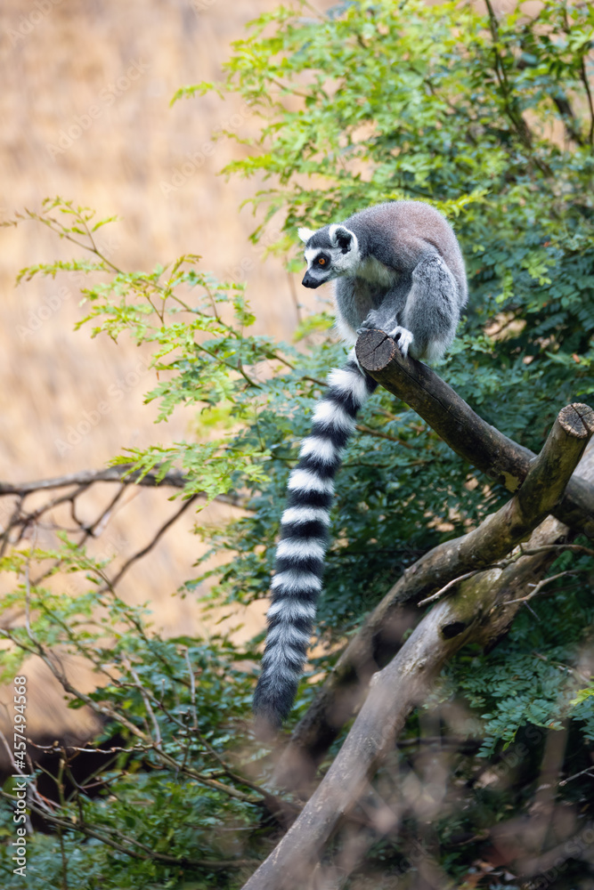 Fototapeta premium cute and playful Ring-tailed lemur, endemic animal in Madagascar