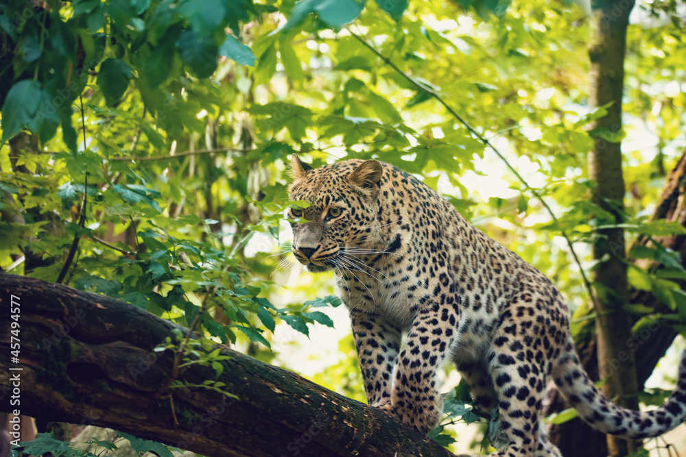 Persian leopard (Panthera pardus saxicolor), known as the Caucasian leopard - obrazy, fototapety, plakaty 