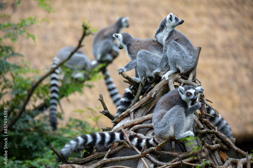 Fototapeta premium family of cute and playful Ring-tailed lemur, endemic animal in Madagascar