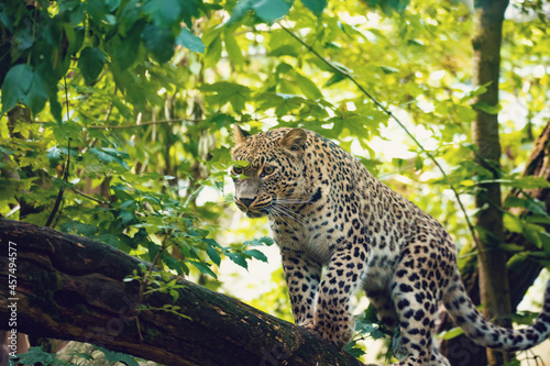 Persian leopard (Panthera pardus saxicolor), known as the Caucasian leopard photo