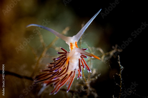 Flabellina im ionischen Meer photo
