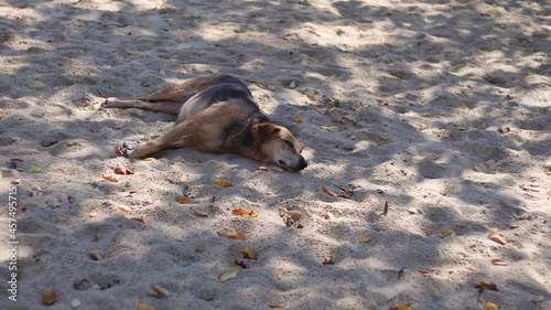 Cute calm sleepy black and brown stray dog resting on warm sunny sand covered with yellow dry fallen autumn leaves photo