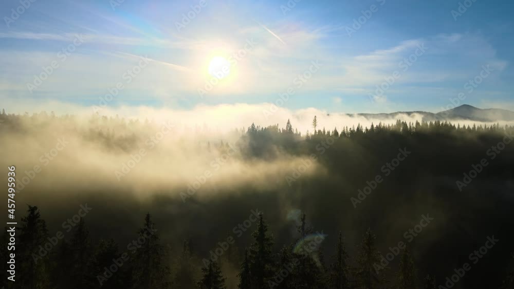 Aerial view of dark green pine trees in spruce forest with sunrise rays shining through branches in foggy fall mountains. Aerial view of dark green pine trees in spruce forest with sunrise rays shining through branches in foggy fall mountains.