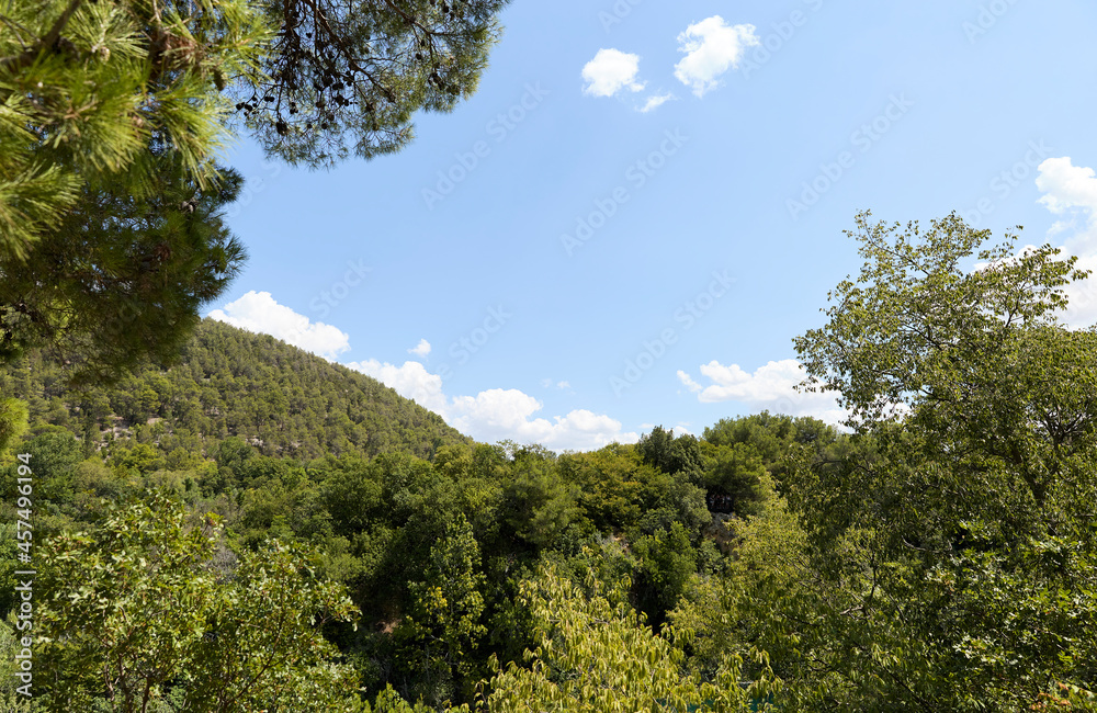 trees and sky