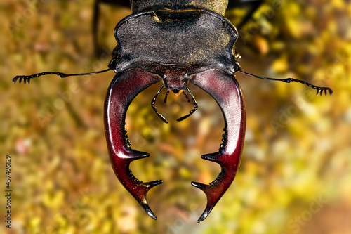 Hirschkäfer Kopf