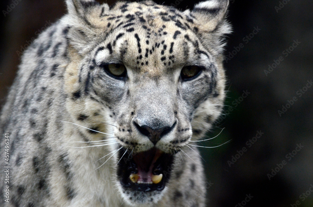 ユキヒョウ ユキヒョウ