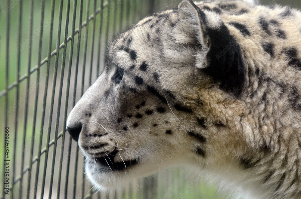 Obraz premium ユキヒョウ