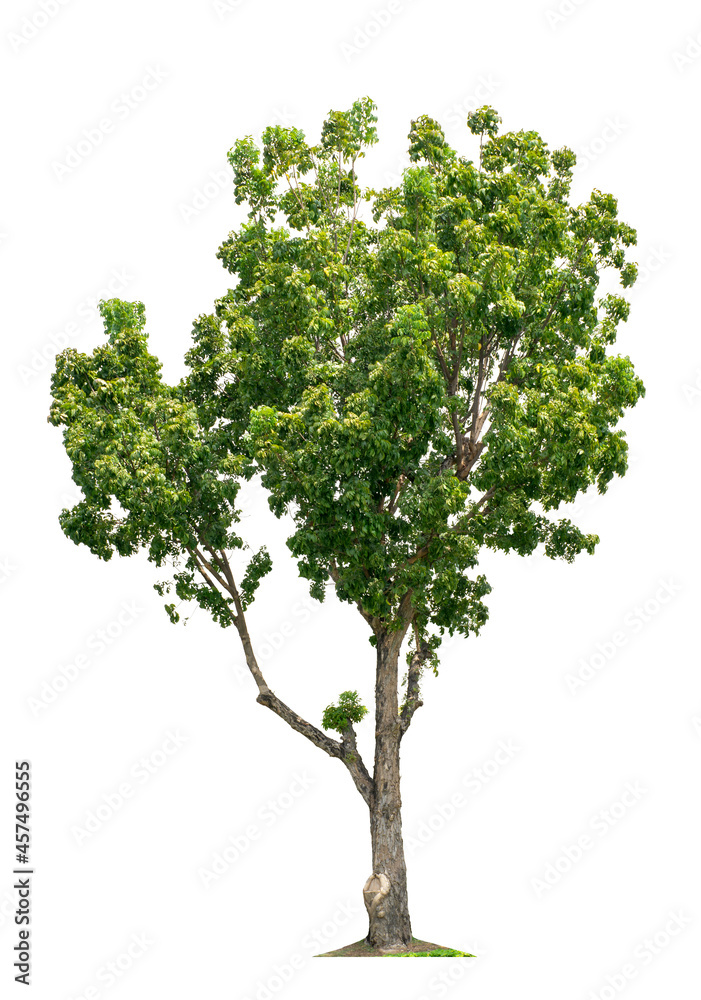 Tree isolated on white background.