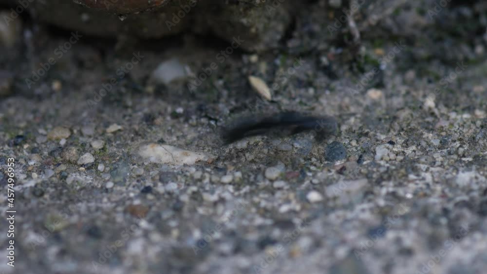 Macro shot of Carpenter Ants passing by. Macro shot of Carpenter Ants passing by.
