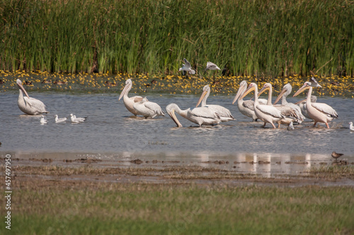 A group of Great White Pelicans (Pelecanus onocrotalus) in the lake, green background. © Ali Tellioglu