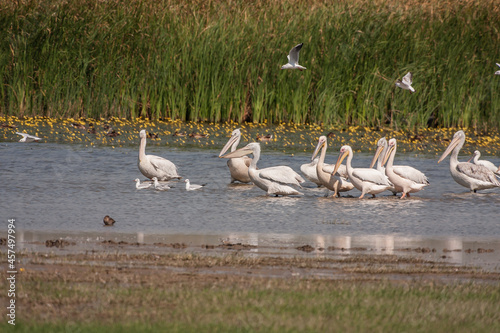 A group of Great White Pelicans (Pelecanus onocrotalus) in the lake, green background.