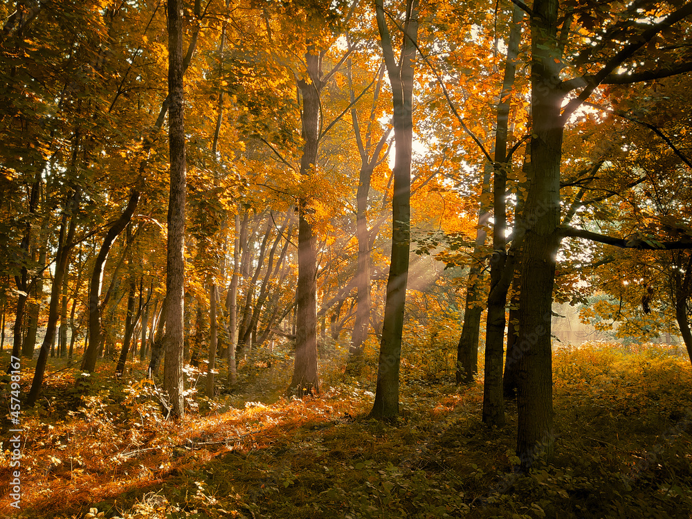 Autumn morning sun in the forest. Yellow leaves on trees in woodland.	
