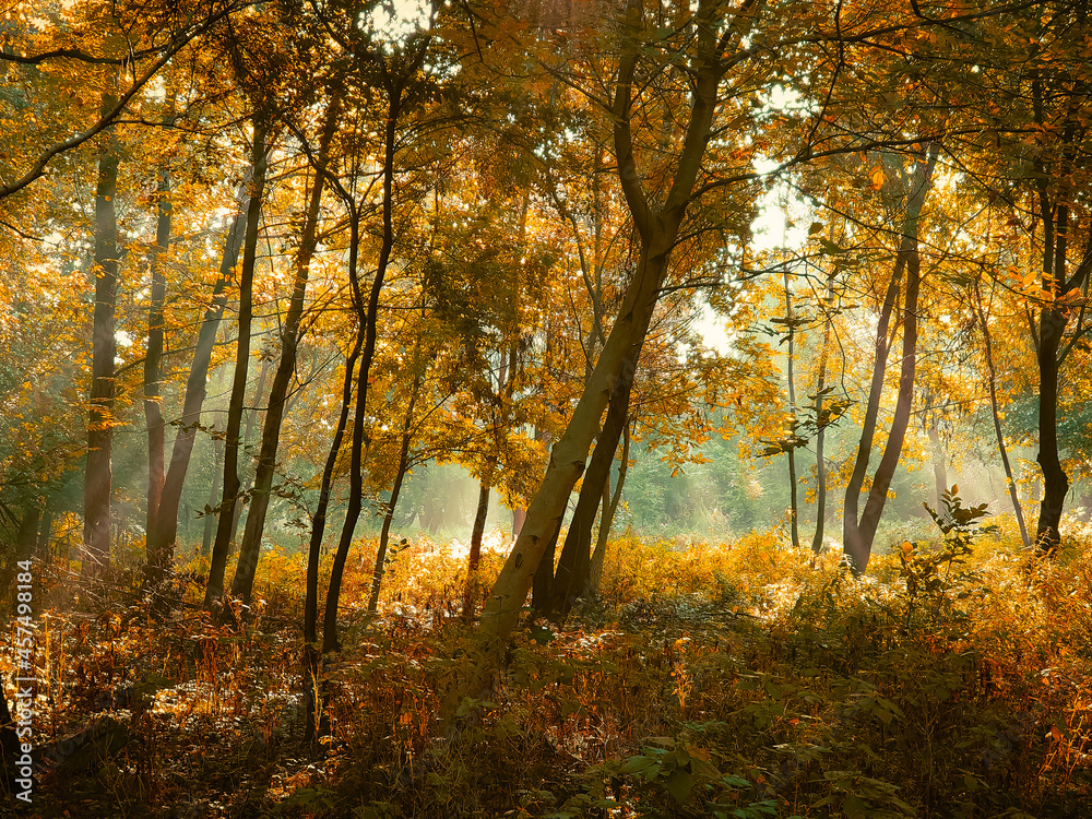 Autumn morning sun in the forest. Yellow leaves on trees in woodland.	
