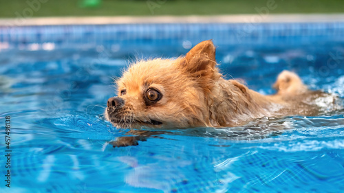 Pomeranian swimming in a pool