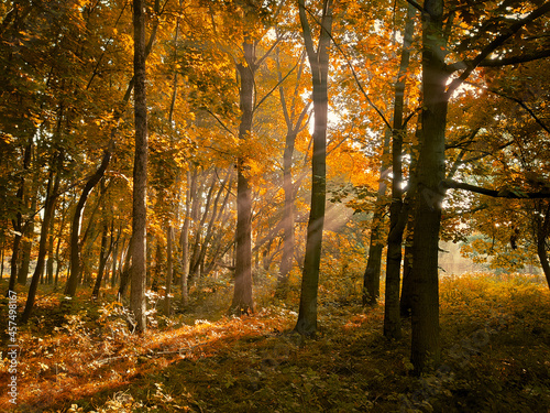 Autumn morning sun in the forest. Yellow leaves on trees in woodland. 
