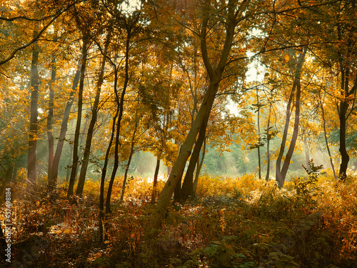 Autumn morning sun in the forest. Yellow leaves on trees in woodland. 