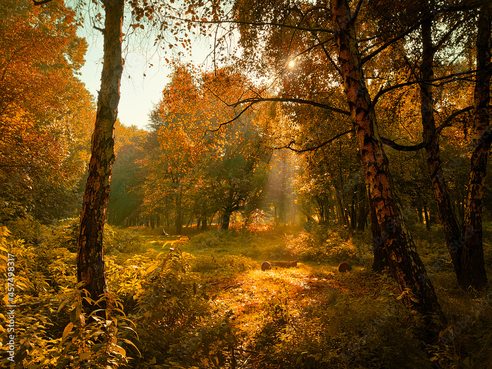 Obraz premium Sunny morning in the autumn forest. Yellow leaves on the trees in the woods. The sun's rays shine through the branches of the trees.