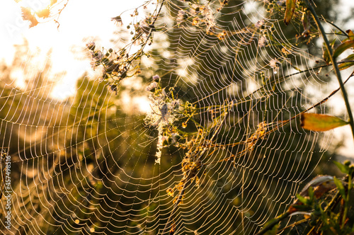 Spider on web. Beautiful morning on the autumn field. Sunshine. Nature inspiration, travel and wanderlust concept. Nostalgia filled.