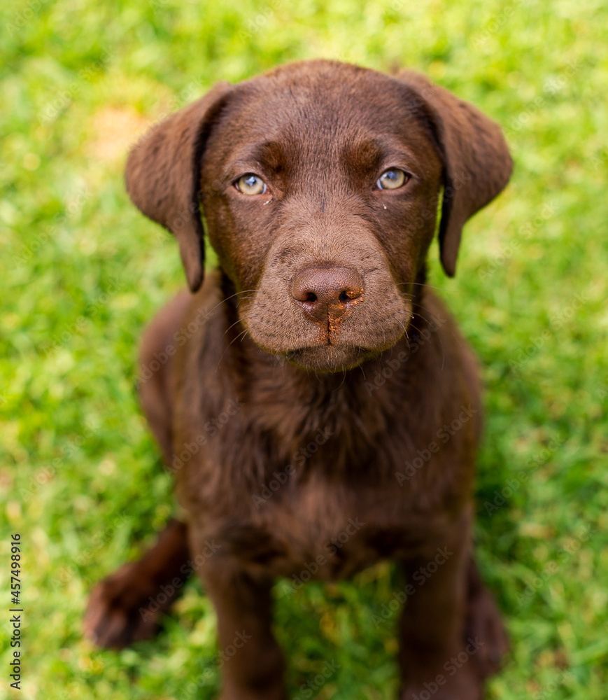 chocolate labrador puppy