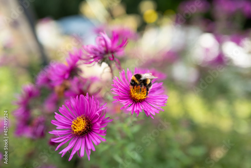 Shallow focus of a wild bumble bee seen gathering nectar from wild purple flowers in a summer garden. These bees are particularly endangered.