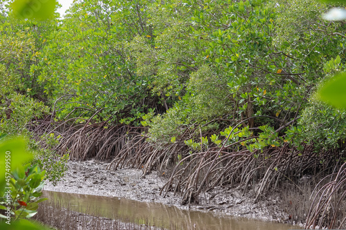 roots system in the mangrove