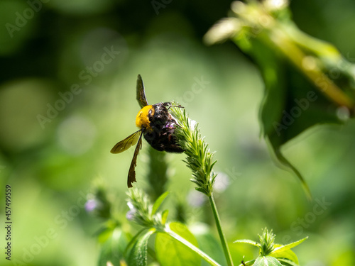 Scenic view of a Japanese Carpenter Bee perched on a flowering plant photo