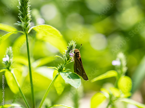 Scenic view of a Common Straight Swift butterfly perched on a flowering plant photo