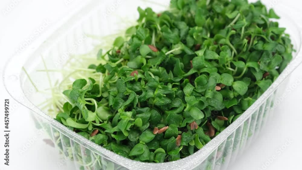 Microgreens. Fresh flax seeds micro greens in container for delivery or sale on white background. 4K UHD video Microgreens. Fresh flax seeds micro greens in container for delivery or sale on white background. 4K UHD video