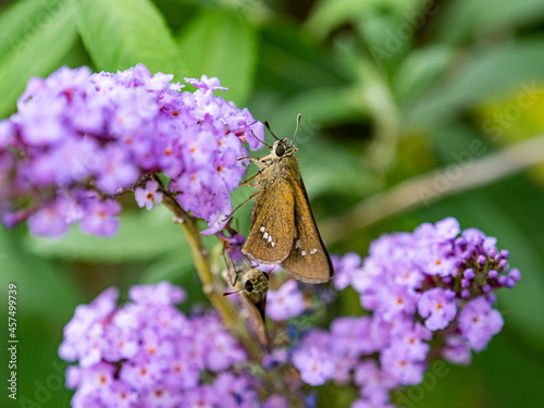 Closeup shot of a Common Straight Swift butterfly perched on flowers photo