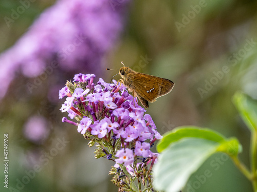 Closeup shot of a Common Straight Swift butterfly perched on flowers photo