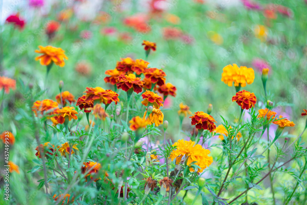 Autumn flowers marigolds on a blurred natural background.
