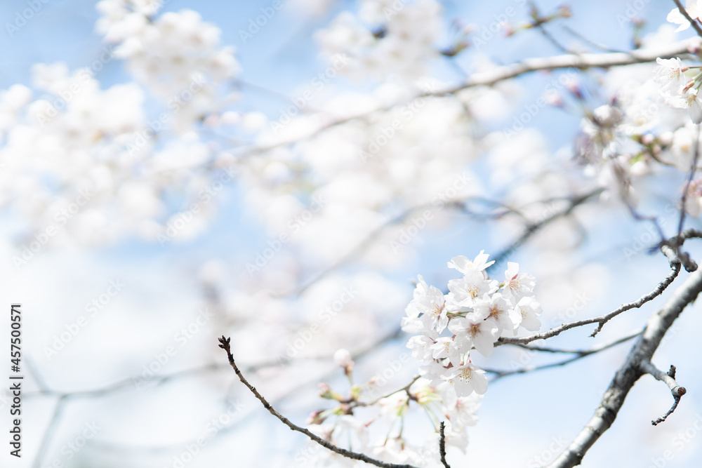 透明感のある満開の桜の花