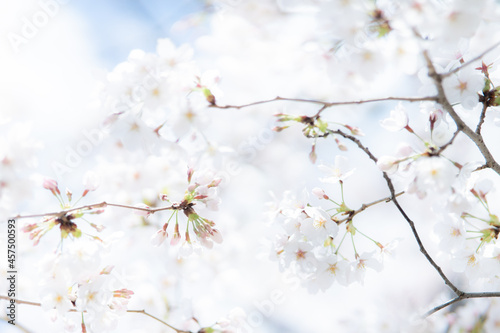 透明感のある満開の桜の花