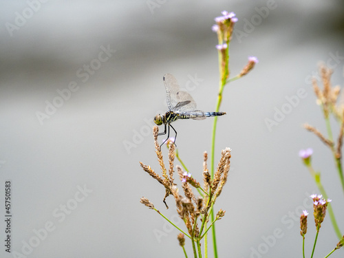 Scenic view of a Frosted skimmer dragonfly near a Japanese pond photo