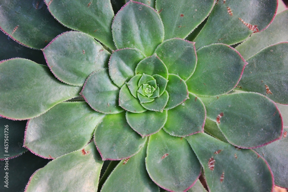 close up of green cactus rosette flower 