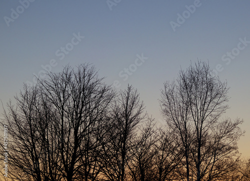 冬 木 夕暮れ 空