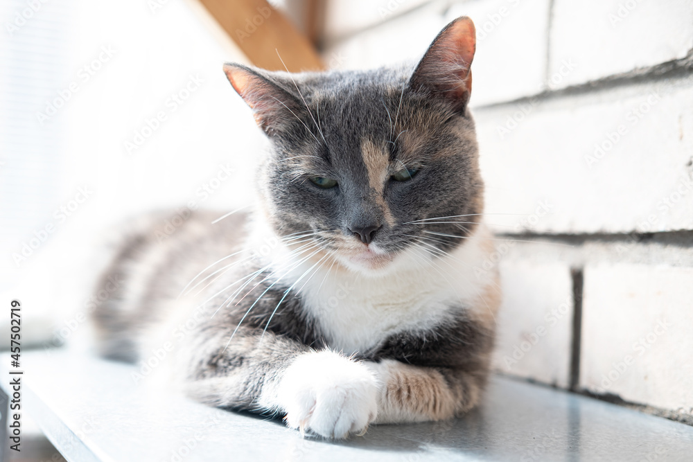 Suspicious and serious cat lies on a metal rack on the balcony and squints at the background of a brick wall. 