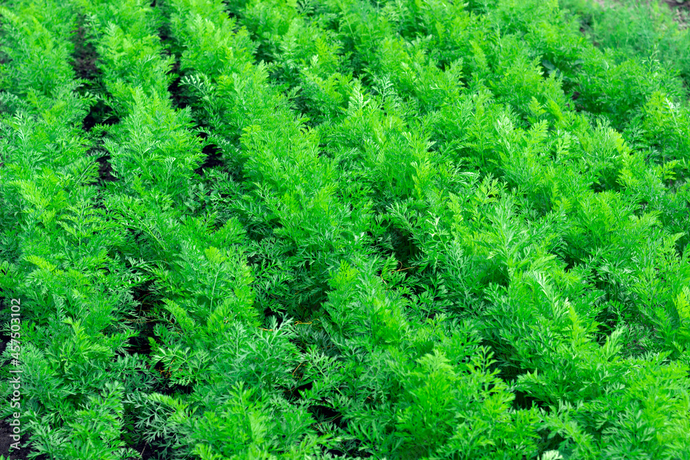 field of young green carrots field of young green carrots