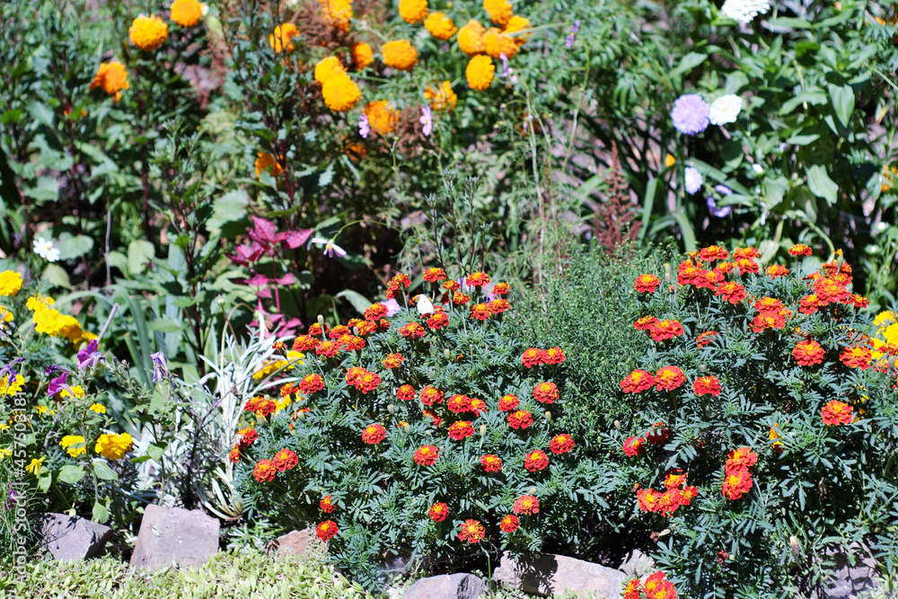 Flower bed with marigolds and other various colorful simple flowers.